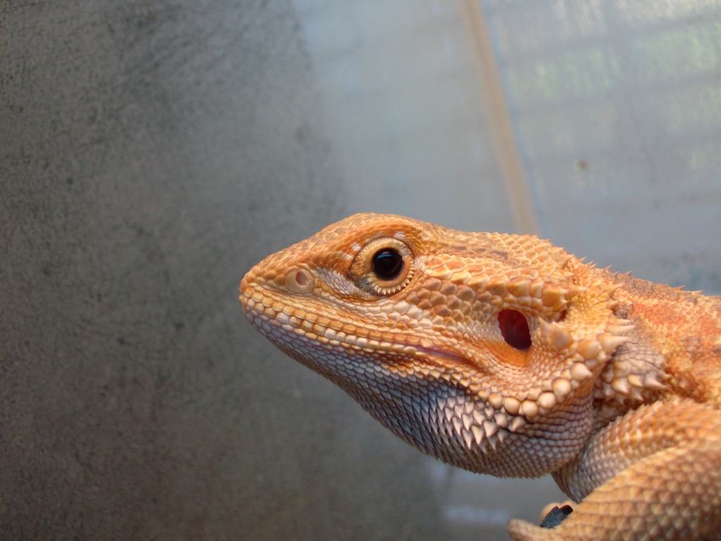 male hypo het. trans