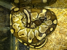 lesser