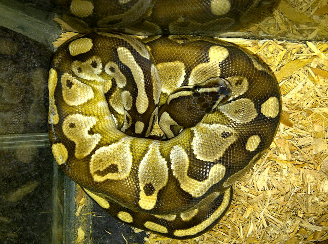 lesser