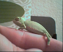 baby veiled