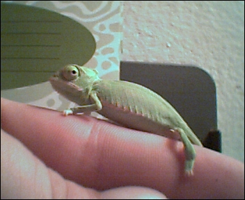 baby veiled