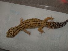 big male