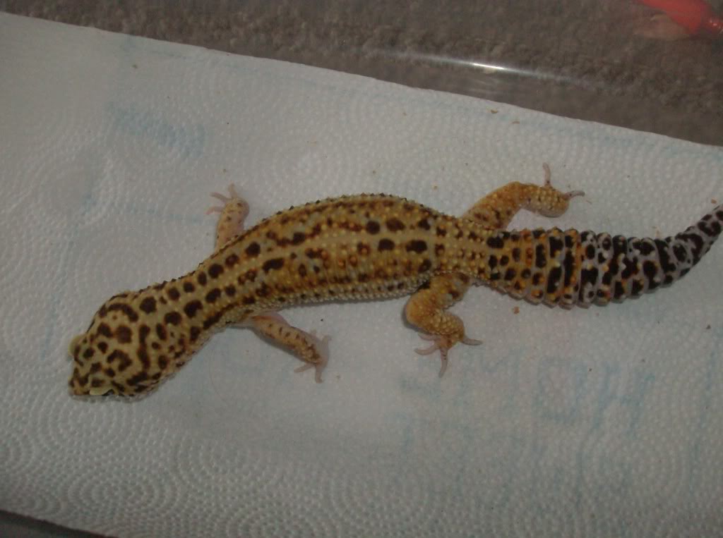 big male