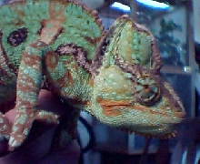 veid chameleon