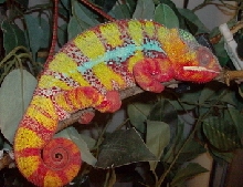 bluevapor  sleeping