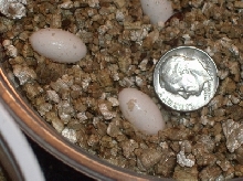 eggs close up