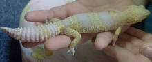 female albino body