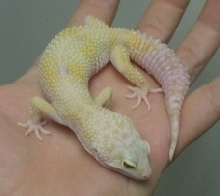 male albino body