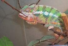 MALE  BLUEBAR  AMBILOBE