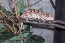FEMALE  BLUEBAR   AMBILOBE