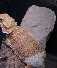 female hypo het. trans november