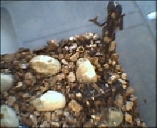 baby veileds