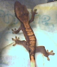 baby  crested