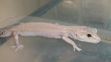 raptor3