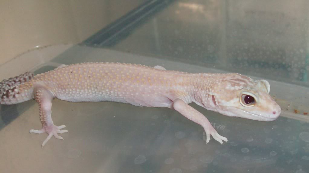 raptor3