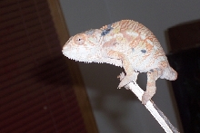 FEMALE  BLUEBAR   AMBILOBE  new