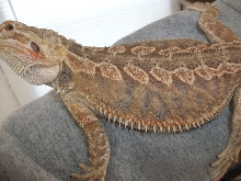 smoothie het. trans poss. het hypo