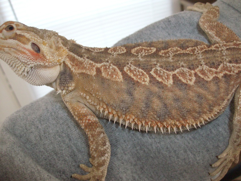 smoothie het. trans poss. het hypo