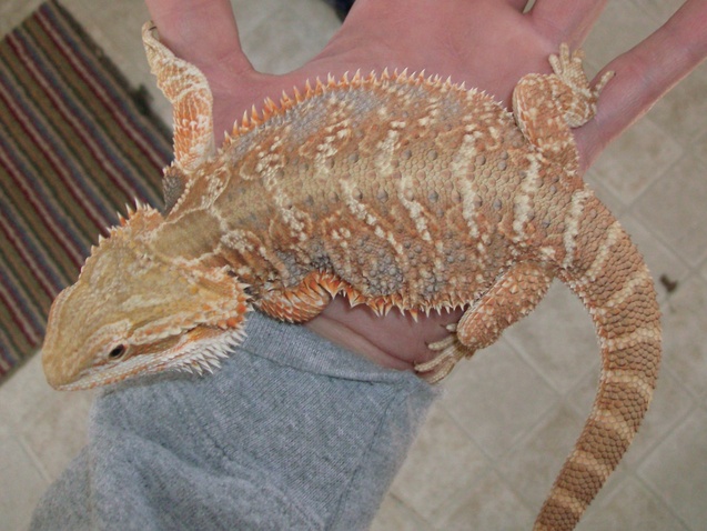 redflame/sandfire x citrus/GG