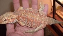 orange hypo het. trans