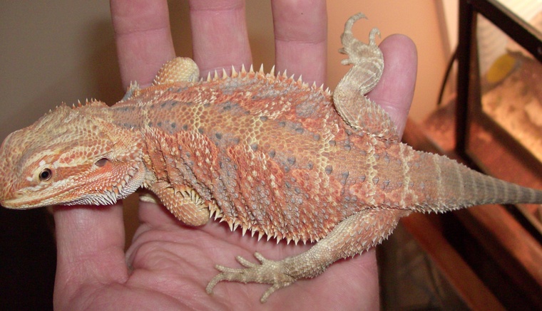 orange hypo het. trans