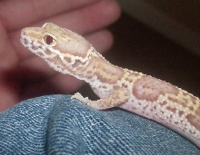 leo#2