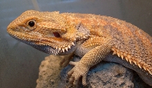 male hypo het trans november