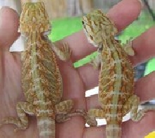 double het pair