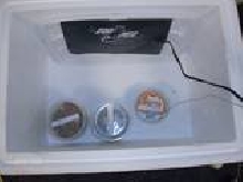 incubator pic #2