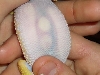 eggs1