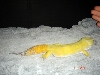 heracles