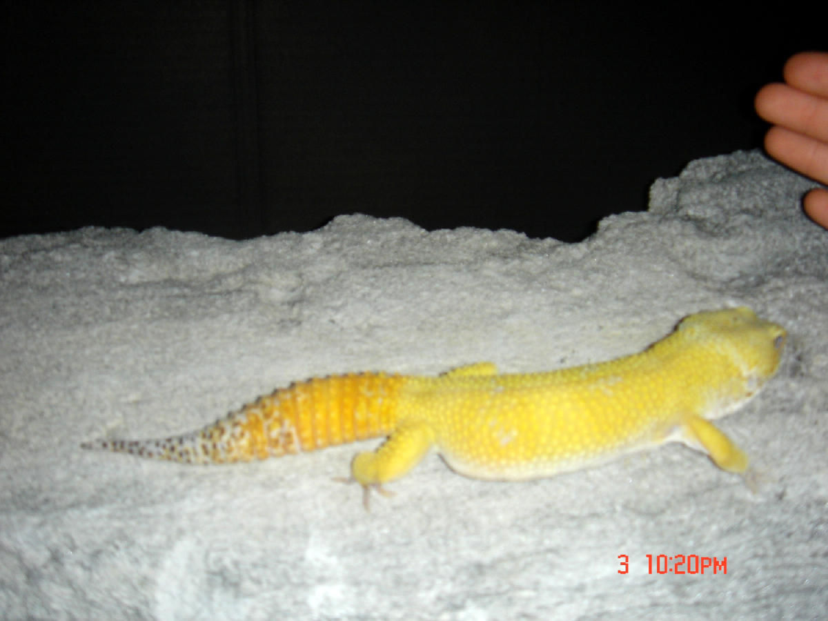 heracles