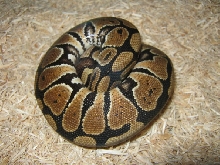 CB09 Genetic Granite Male Photo #1