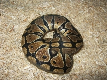 CB09 Genetic Granite Male Photo #2