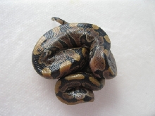 CB10 Genetic Granite Female Photo #1