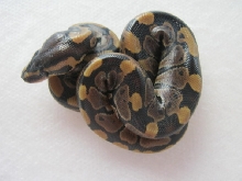 CB10 Genetic Granite Female Photo #2