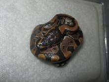 CB10 Genetic Granite Male Photo #1