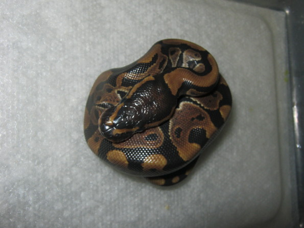 CB10 Genetic Granite Male Photo #1