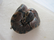 CB10 Genetic Granite Male Photo #2