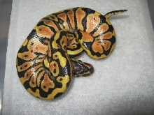 CB10 Genetic Granite Pastel Female Photo #1
