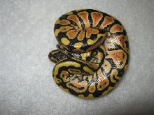 CB10 Genetic Granite Pastel Female Photo #2