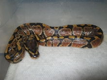CB10 Possible Genetic Granite VPI Sugar Male #1 Photo #1