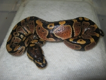 CB10 Possible Genetic Granite VPI Sugar Male #1 Photo #2