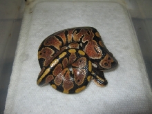 CB10 Possible Genetic Granite VPI Sugar Male #1 Photo #3