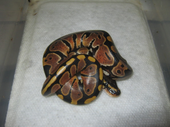 CB10 Possible Genetic Granite VPI Sugar Male #1 Photo #3