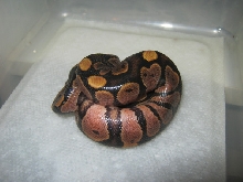 CB10 Possible Genetic Granite VPI Sugar Male #2 Photo #1