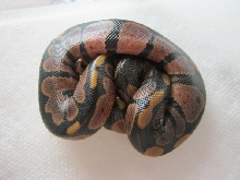CB10 Possible Genetic Granite VPI Sugar Male #2 Photo #2