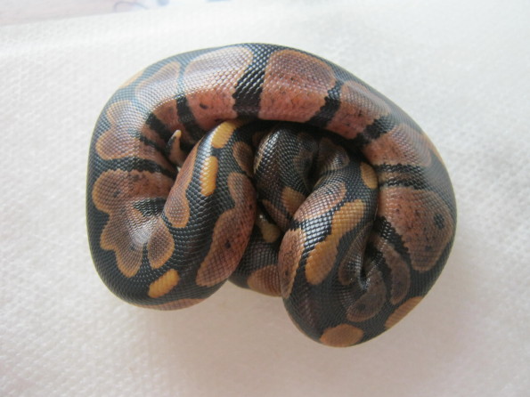 CB10 Possible Genetic Granite VPI Sugar Male #2 Photo #2
