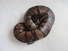 CB10 Possible Genetic Granite VPI Sugar Male #2 Photo #3