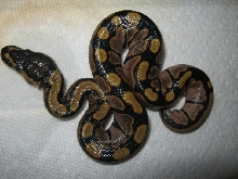 CB10 VPI Sugar Female Photo #1